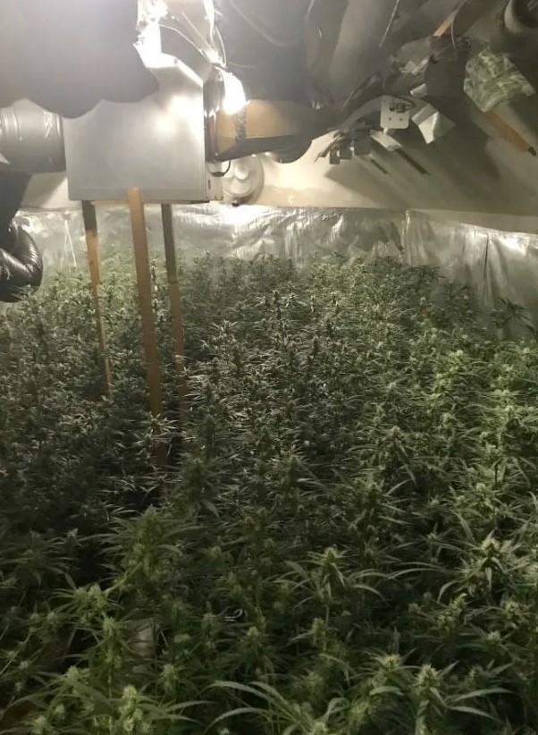 cannabisplantage