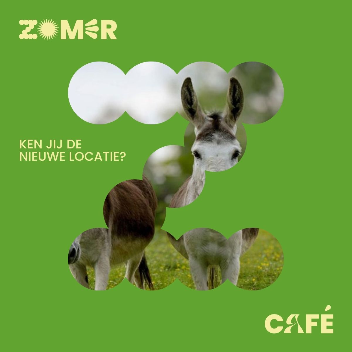 half bedekte foto van een ezel