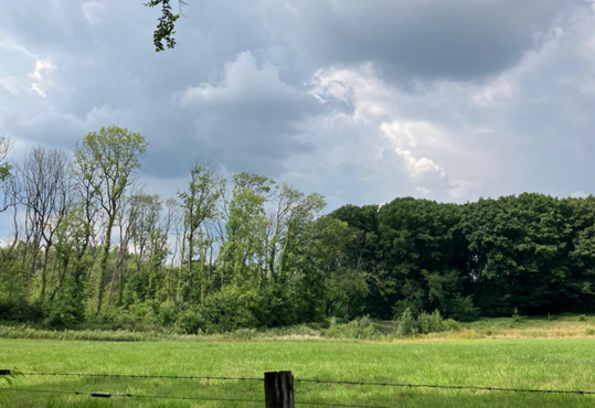 Foto van Essenbos en Eikenbos