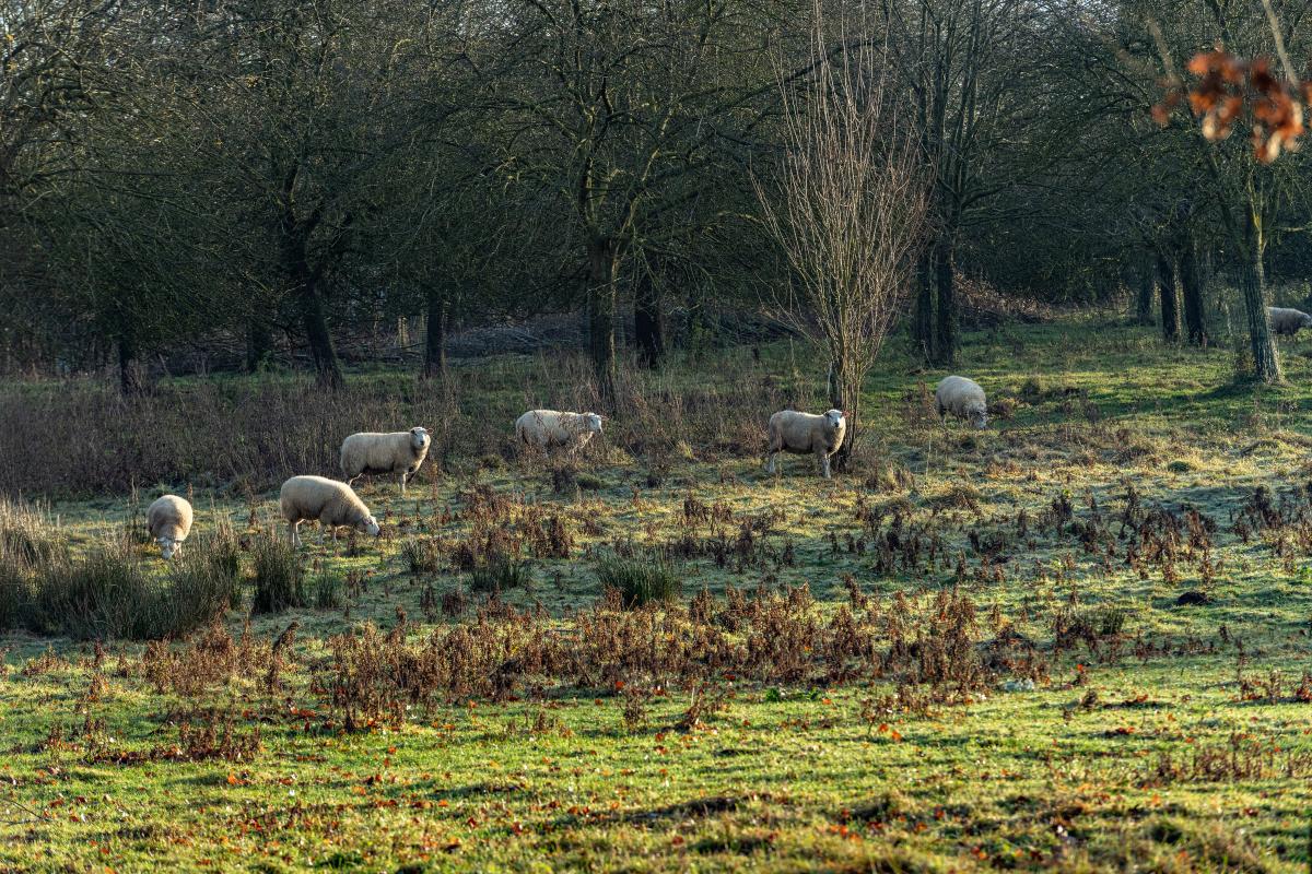 Foto van schapen in wei