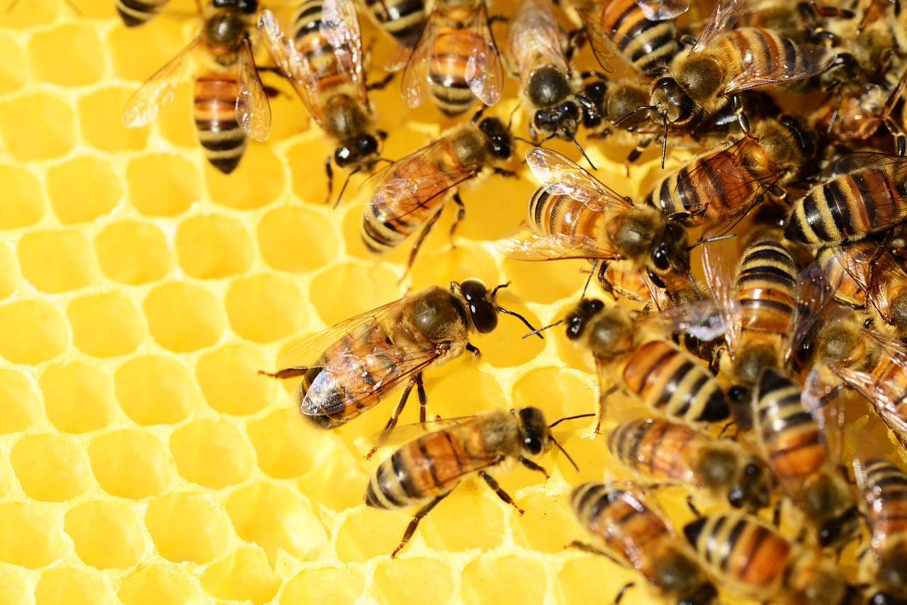Afbakening schutkring voor bijen
