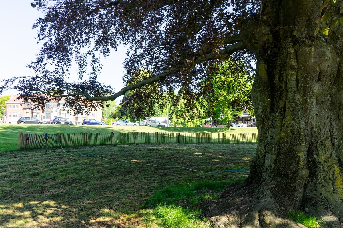 Energieboost voor monumentale beuk gemeentepark