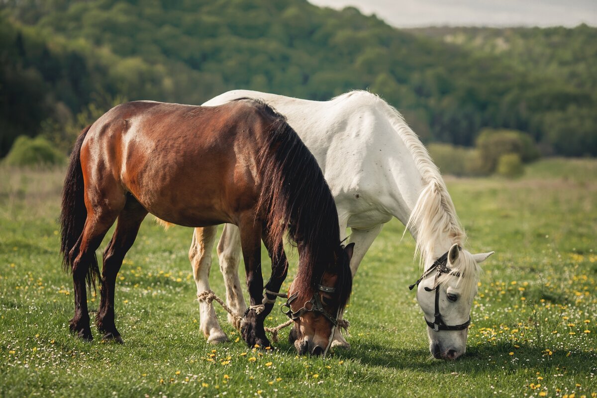 Paarden natuurlijk!