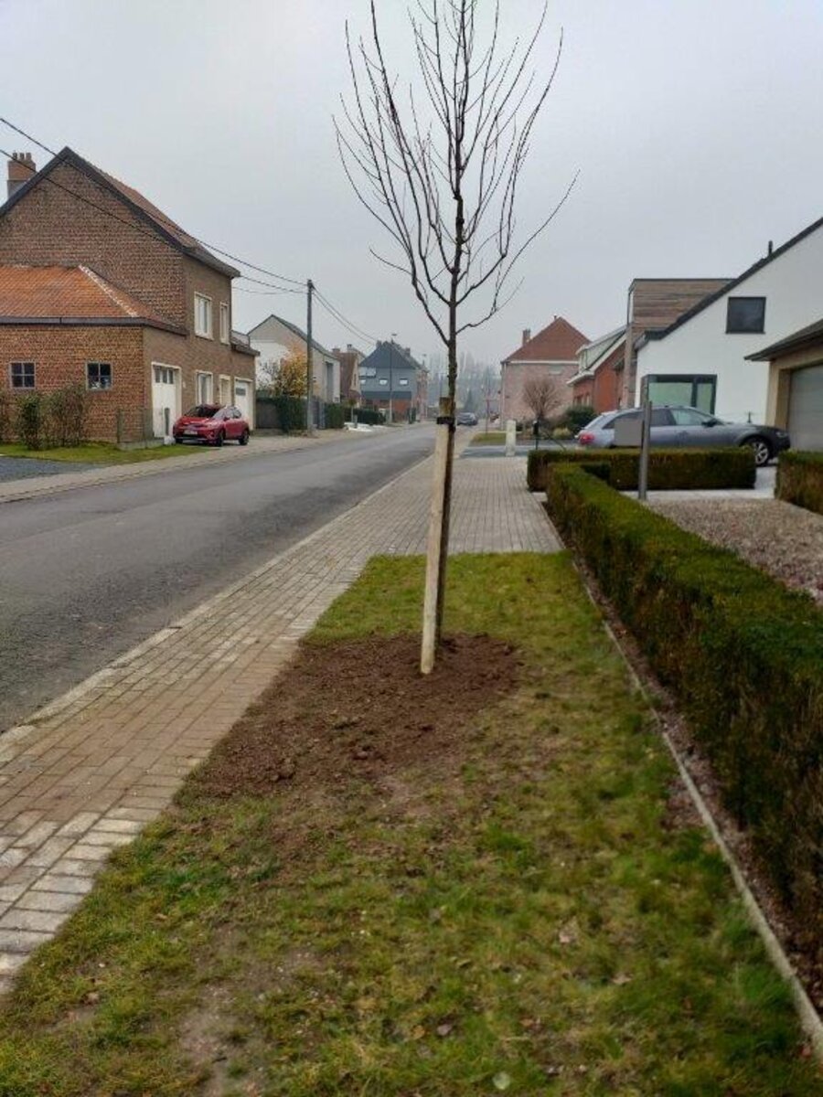 Bomen vervolledigen groenstroken