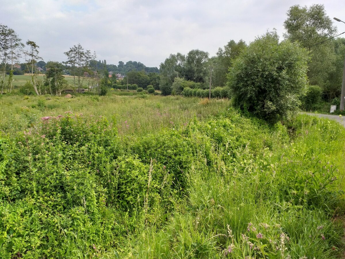 Nieuwe bos krijgt de naam Mullebos