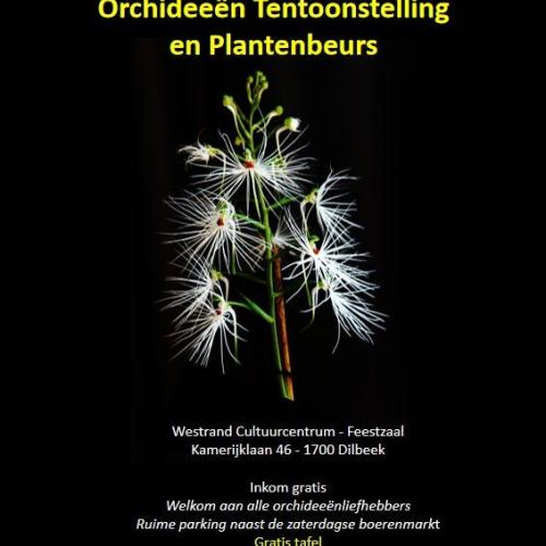 Orchideeën Tentoonstelling en Plantenbeurs van de Brabantse Orchideeën Vereniging © Brabantse Orchideeën Vereniging BOV vzw