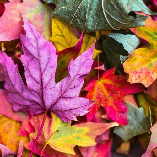 Knutselen: thema herfst © herfst