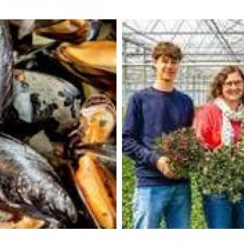 MOSSELEN in Philippine en AZALEA-kwekerij DAGUITSTAP met Okra Groot Bijgaarden © jg