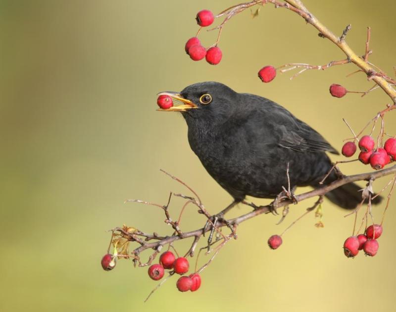 Foto van vogel die bessen eet
