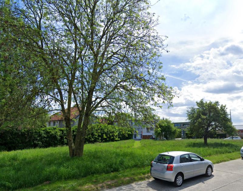 ongemaaid grasveld