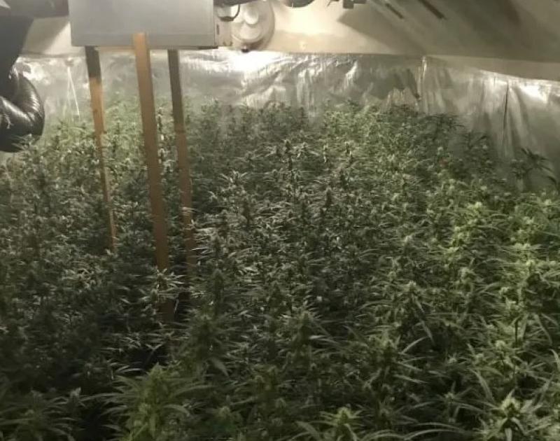 cannabisplantage