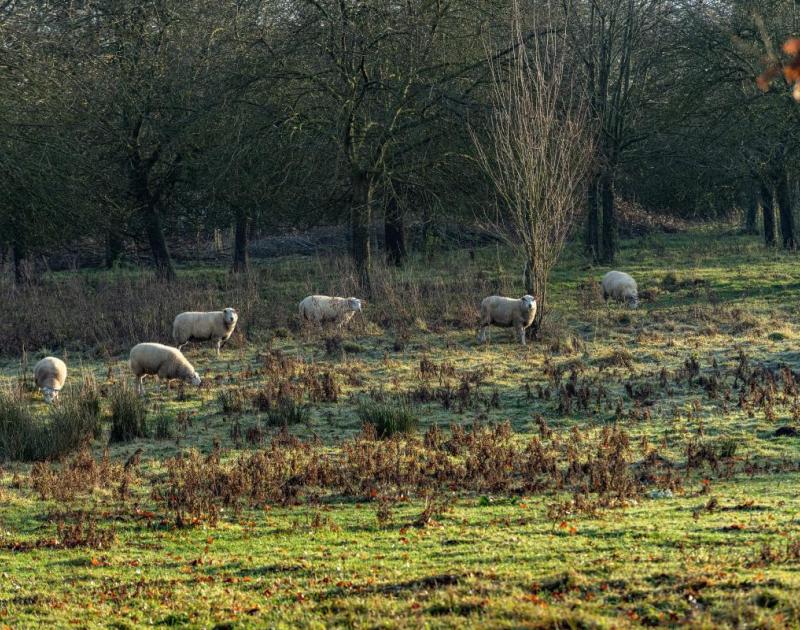 Foto van schapen in wei
