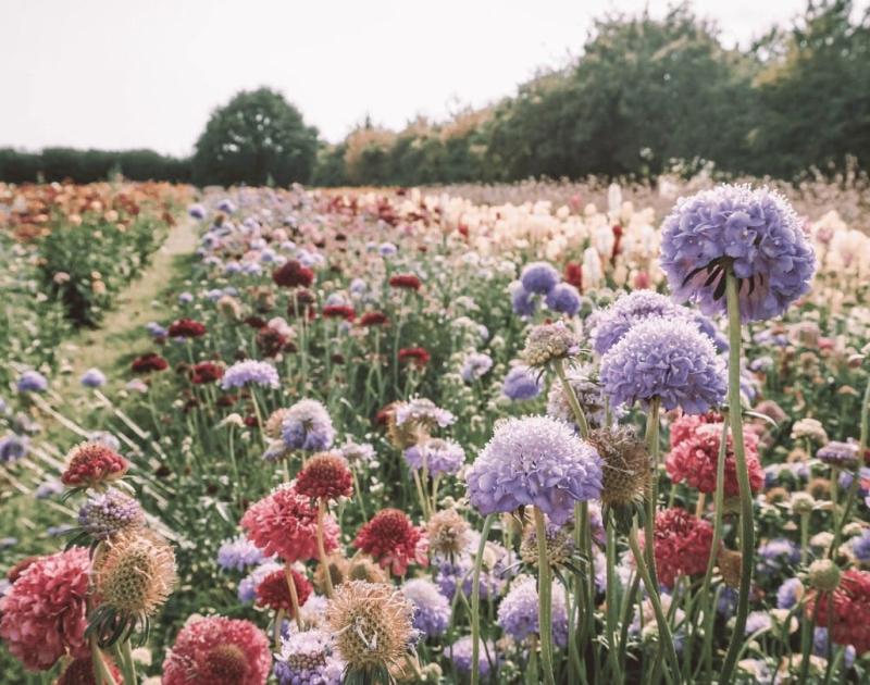 Lentebloemstuk © Lilly carreras via Getty Images