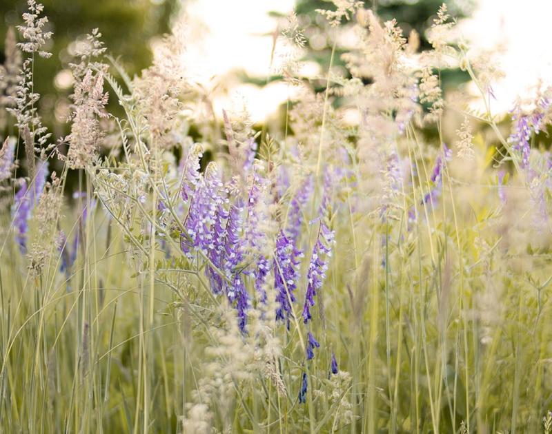Grassen: speels en veelzijdig geschikt © dominikaroseclay