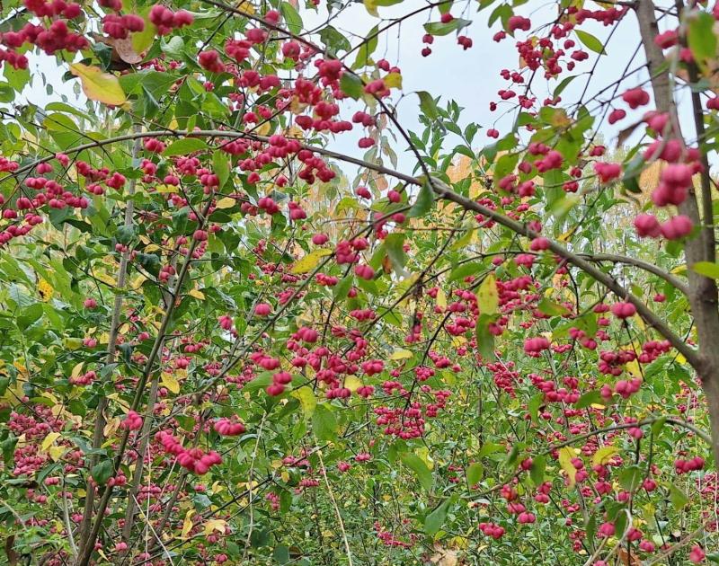 Dag van de Natuur in Ter Planken © jdh