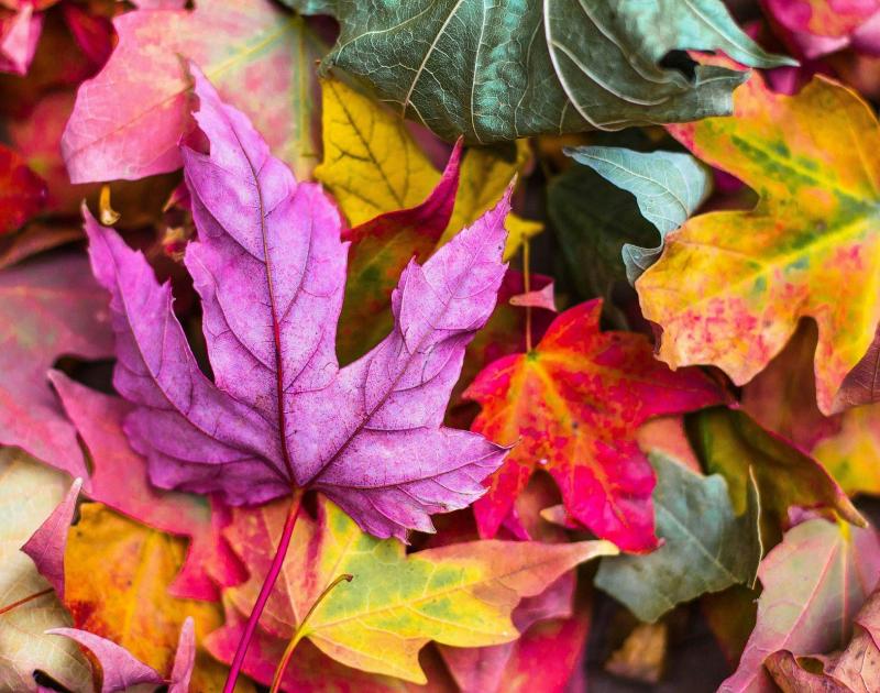 Knutselen: thema herfst © herfst