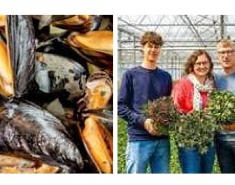 MOSSELEN in Philippine en AZALEA-kwekerij DAGUITSTAP met Okra Groot Bijgaarden © jg