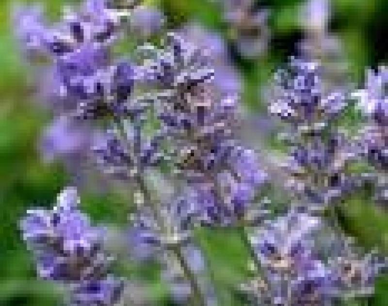 Aroma yoga © Leentje