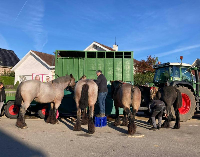Jaarmarkt Schepdaal met trekpaardenprijskamp © Provincie Vlaams-Brabant
