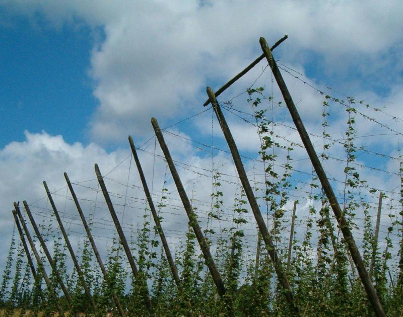 Tussen water en hop - Uit Stappen © Renate Devreese