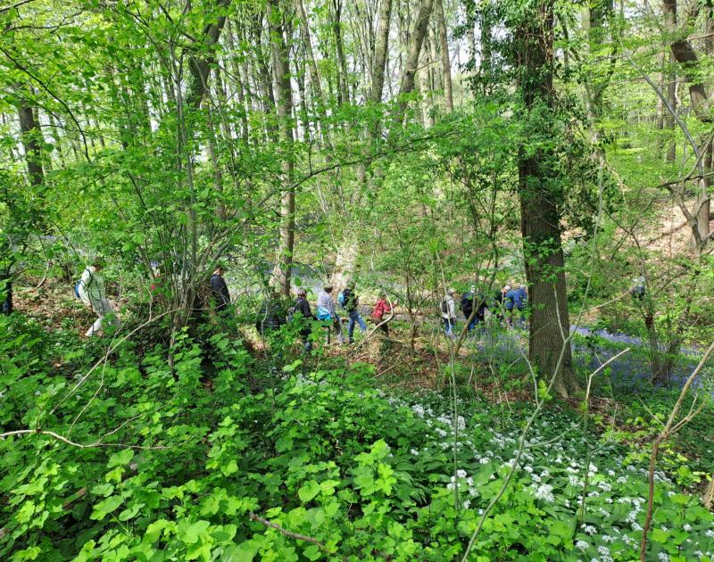 Beheerwerken Eigenveldbos © Eric De Jonge