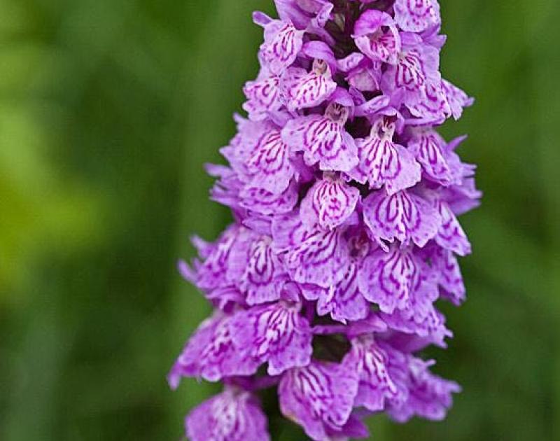 Orchideeënwandeling © Natuurpunt
