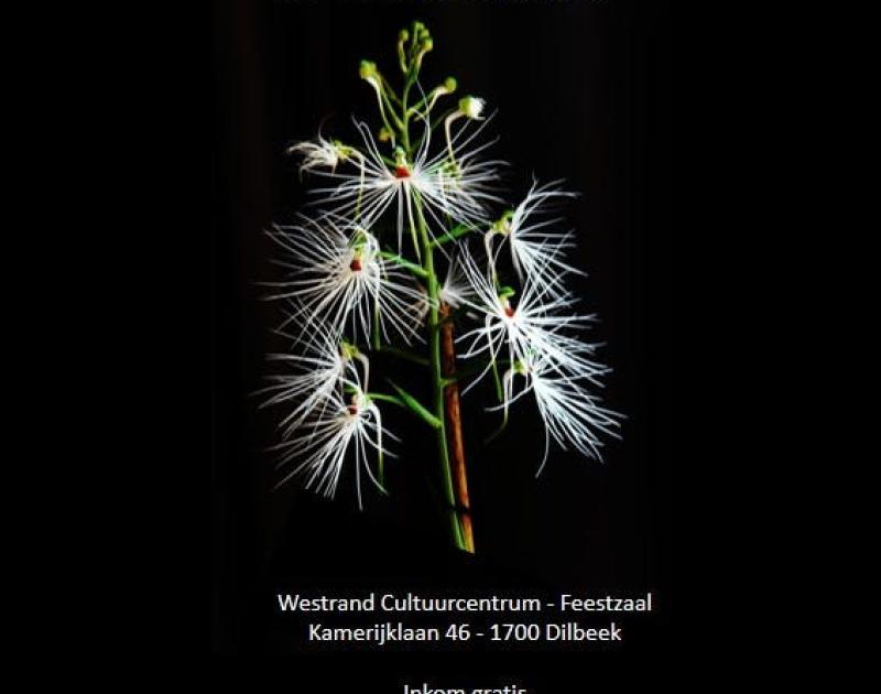 Orchideeën Tentoonstelling en Plantenbeurs van de Brabantse Orchideeën Vereniging © Brabantse Orchideeën Vereniging BOV vzw