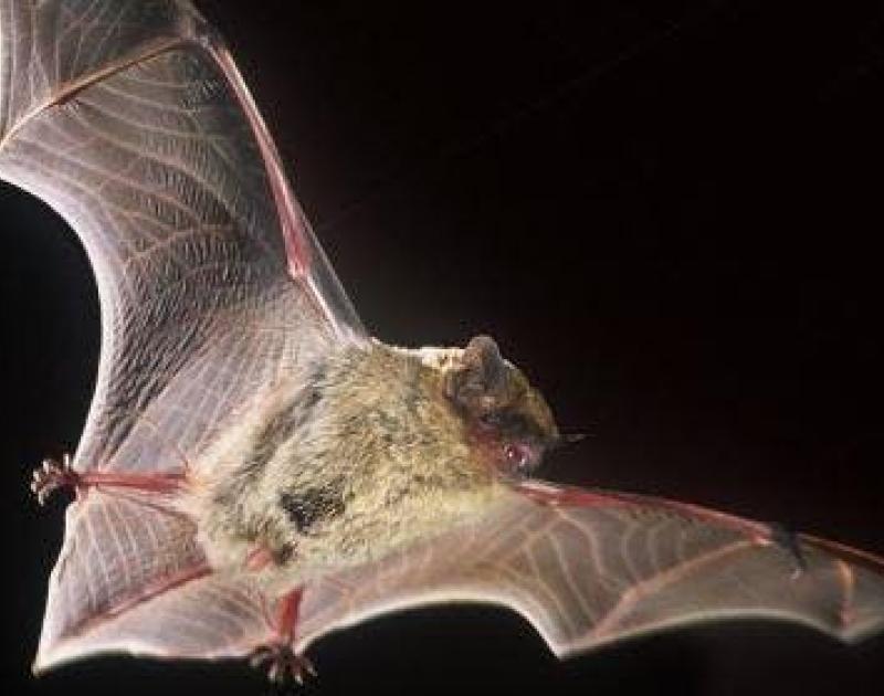 Vleermuizenspeurtocht in de Wolfsputten © Natuurpunt Vleermuizenwerkgroep