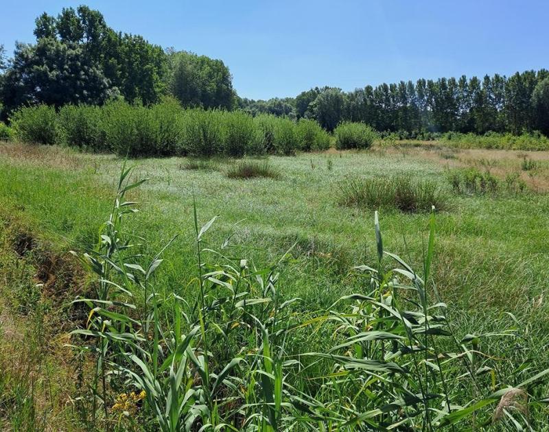 Beheerwerken Zibbeek/Begijneborrebos © Eric De Jonge