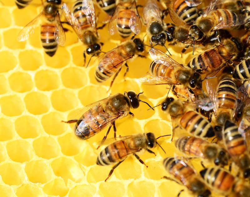 Afbakening schutkring voor bijen