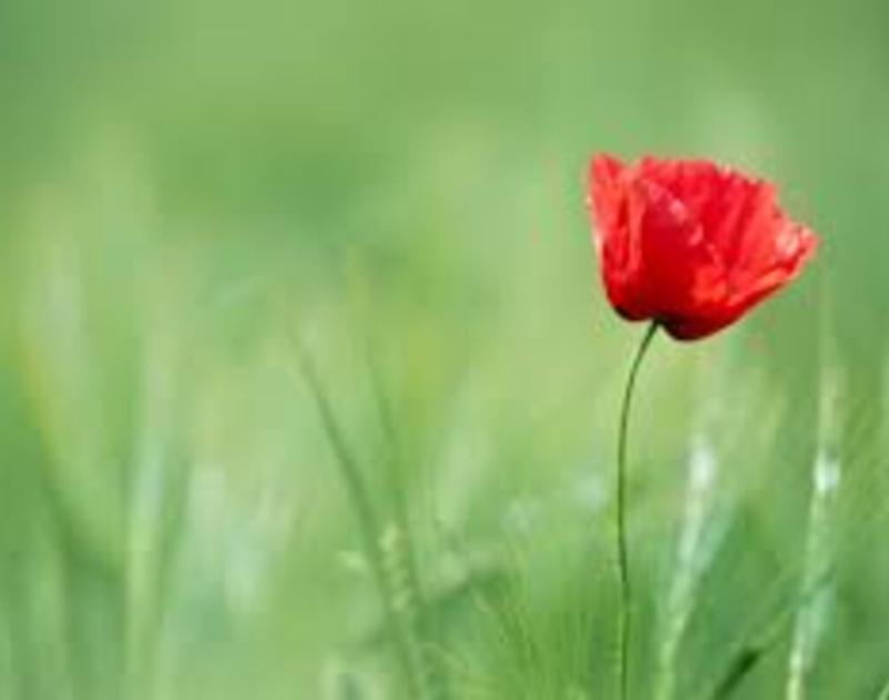 Herdenking wapenstilstand