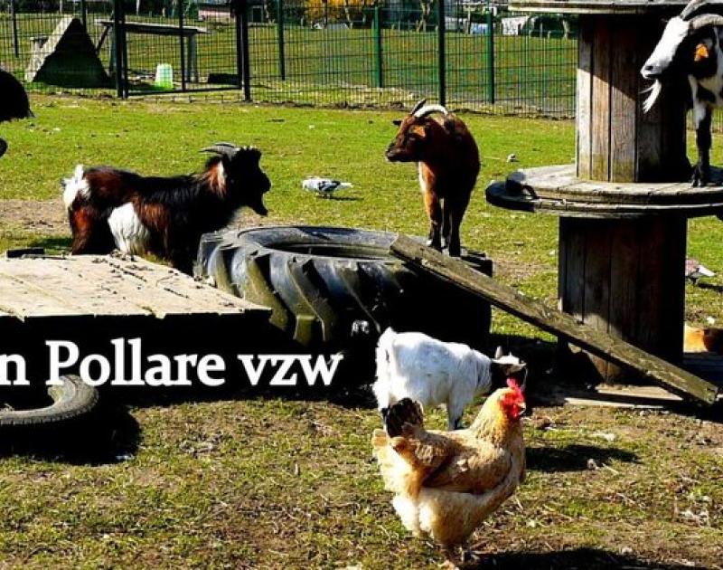 Hulp bij opvang verwaarloosde dieren