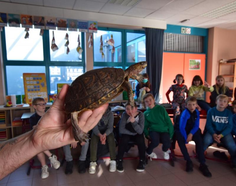 Reptischool