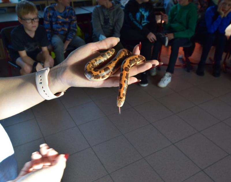 Reptischool
