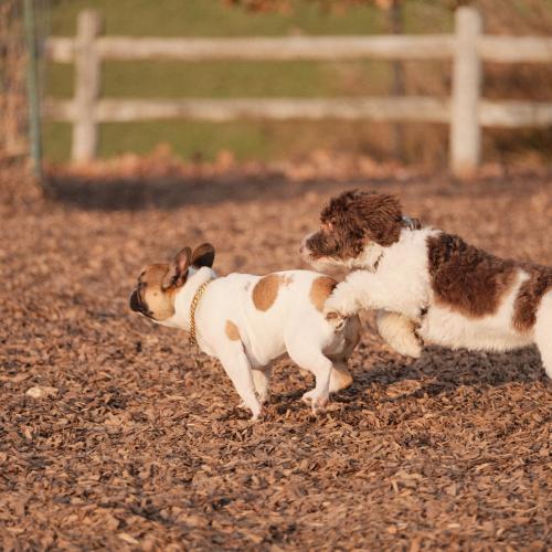 foto van twee rennende honden