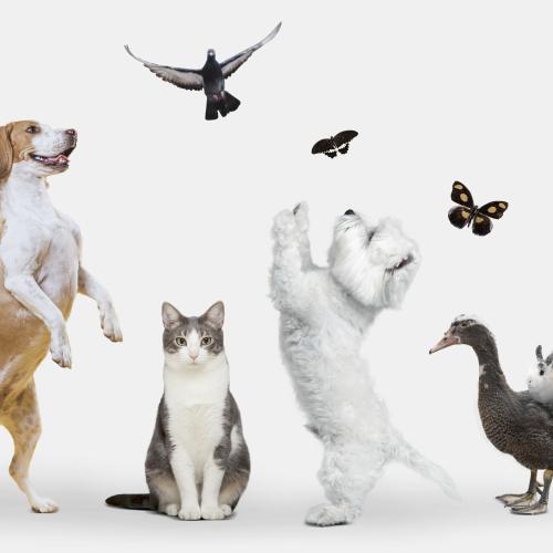 gemonteerde foto van huisdieren