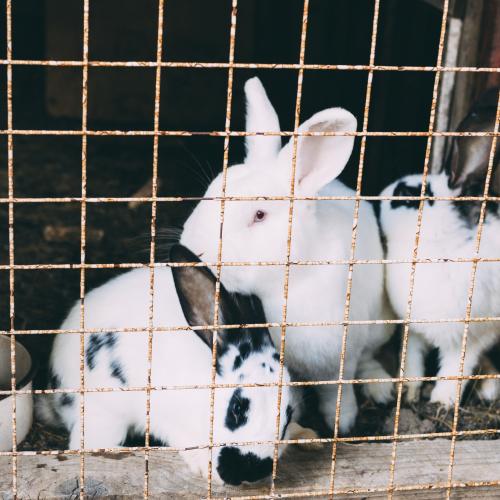 drie konijntjes in verroeste kooi