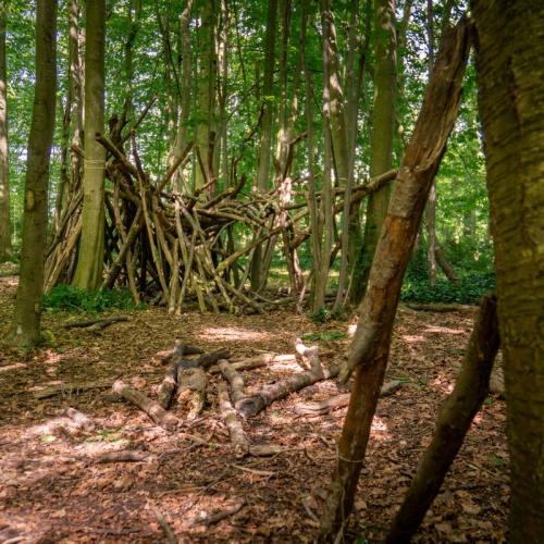 foto takkenhut in bos