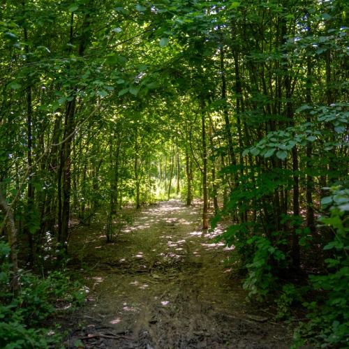 wandelpad herdebeekbos