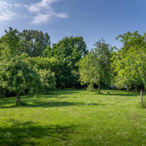 foto grasveld met drie bomen