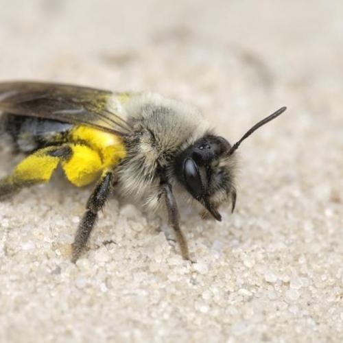 Zandbijenwandeling © Natuurpunt