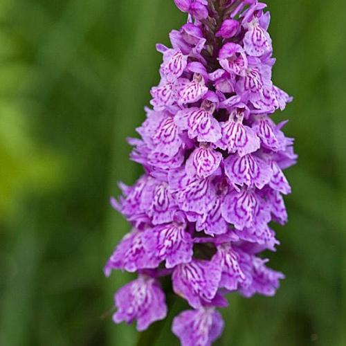 Orchideeënwandeling © Natuurpunt