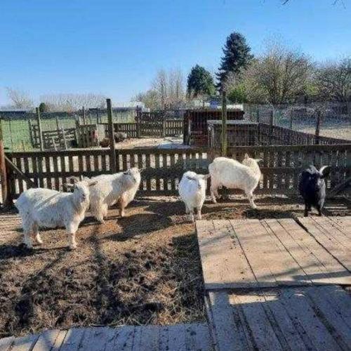 Ik verzorg de dieren op de boerderij!