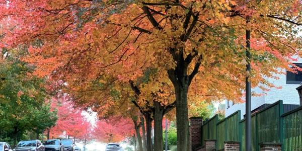 boomrijke straat in de herfst