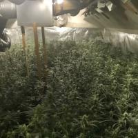 cannabisplantage