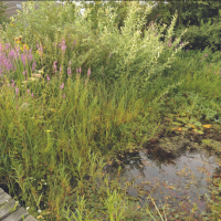 vijver met veel beplanting
